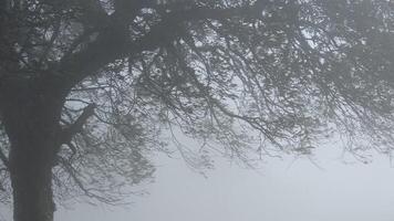 un árbol cubierto con niebla foto