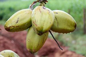 manojo de cocos colgando bajo en el árbol foto