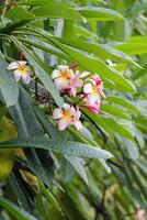 Colorful Pink Flowers in a Rainy Day photo