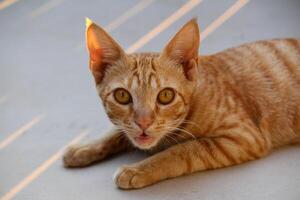 un naranja o rojo gato foto