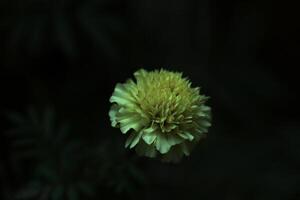 White Marigold Flower photo