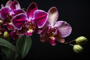 ai generado orquídea flor en un negro antecedentes foto