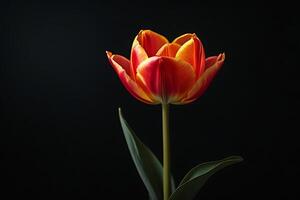 ai generado uno tulipán flor en un negro antecedentes foto