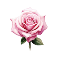 AI generated Symbol of Love Valentine Pink Rose - A Fragrant Gesture for Your Special Valentine png