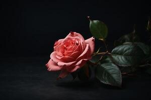 AI generated One rose flower on black background photo