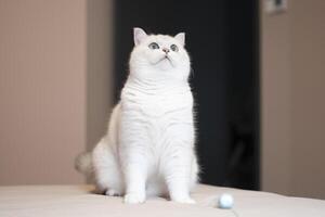 White silver dot cat with blue cat toy photo