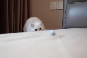 White silver dot cat with blue cat toy photo