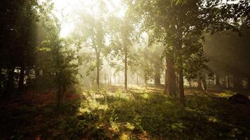 sun's rays break through the branches of trees glowing in the morning fog video