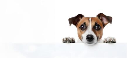 AI generated Jack russell terrier peeking from behind a white banner. photo