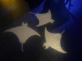 A spotlight projects an image of a stingray onto a black background. photo