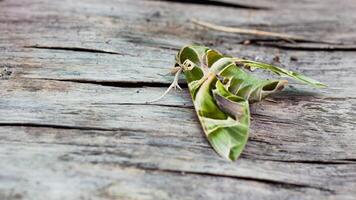 The Oleandar Hawk Moth or army green moth, is a moth of the family Sphingidae perched on a wooden floor. photo