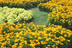 field flowers blooming beauty nature in garden photo