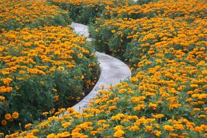 campo flores floreciente belleza naturaleza en jardín foto