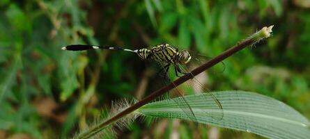 libélula encaramado en un de madera rama foto