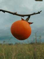 naranja berenjena plantas creciente salvaje en el jardín foto