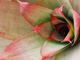 Background Vriesea Plant Shredded Tasman Candy photo