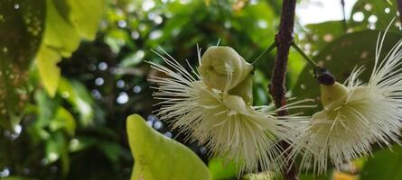 Water guava flowers growing among the leaves photo