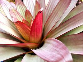 Background Vriesea Plant Shredded Tasman Candy photo