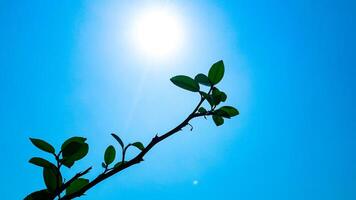 Nature Green Lemon Tree Leaves Against Blue Sky photo