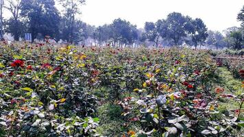 The Rose Garden at Saver, Bangladesh photo