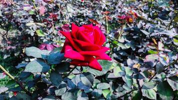 rojo Rosa en el Rosa jardín foto