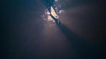 Sun Rays Through The Trees photo