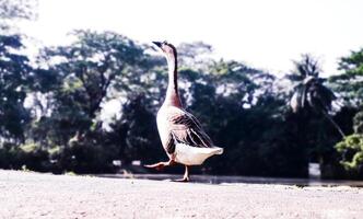 White  and Brown Color Goose Walking Happily photo