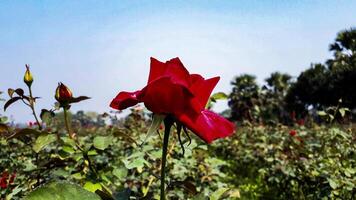 Red Rose Flower in The Rose Garden photo