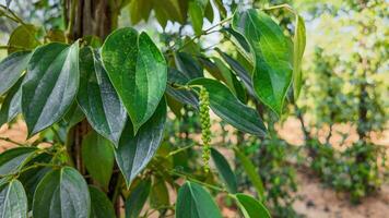 verde granos de pimienta en vino en naturaleza foto