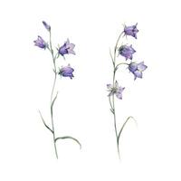 Close-up of blue spreading bellflower flowers. Campanula patula, little bell, bluebell, rapunzel, harebell. Watercolor hand painting illustration on isolate white background. vector