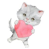 Watercolor gray kitten and red heart. A pink heart in the paws of a cat. A postcard with a gray fluffy cat for Valentine's Day. Hand drawing illustration on isolate white background. vector