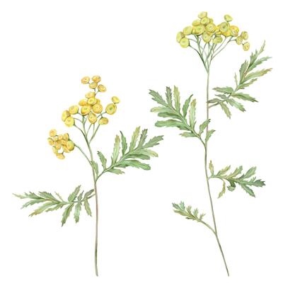 Watercolor common tansy. Yellow field flowers. Hand drawn illustration isolated on white background. Bundle botanical medicinal wildflowers clipart. Elements for design