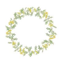 Wreath watercolor common tansy. Yellow field flowers. Hand drawn illustration isolated on white background. Botanical medicinal wildflowers clipart. Circle elements for design vector