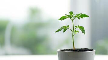 AI generated Sustainable Growth, Young Tomato Plant Indoors photo