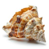 AI generated A seashell isolated on a transparent background photo