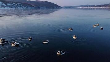 Aerial portrait view of a flock of long-tailed ducks swimming in winter video