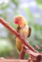 pequeño periquito sentado en un árbol rama foto