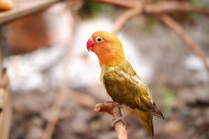 pequeño periquito sentado en un árbol rama foto