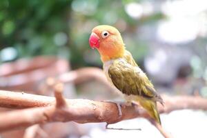 Little lovebird sitting on a tree branch photo