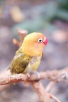 Little lovebird sitting on a tree branch photo