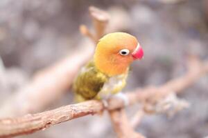 Little lovebird sitting on a tree branch photo