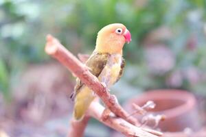 Little lovebird sitting on a tree branch photo