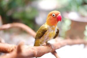 pequeño periquito sentado en un árbol rama foto