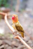 Little lovebird sitting on a tree branch photo