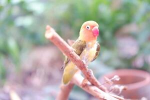 pequeño periquito sentado en un árbol rama foto