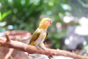 Little lovebird sitting on a tree branch photo