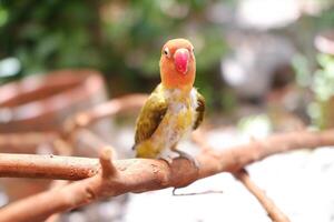 Little lovebird sitting on a tree branch photo