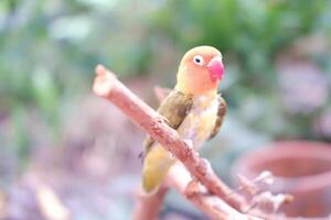 Little lovebird sitting on a tree branch photo