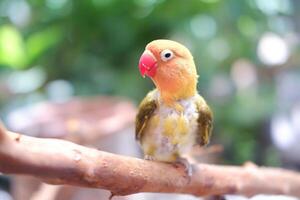 pequeño periquito sentado en un árbol rama foto