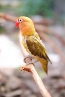 Little lovebird sitting on a tree branch photo